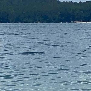 Meet your Posher, Nicolas